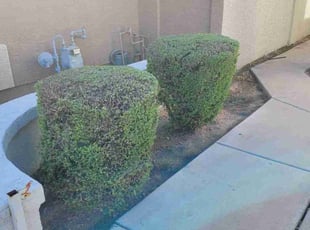 Bush Trimming by Raul Blanco for Ilker A. in Chandler, AZ