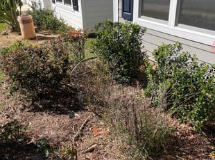 Bush Trimming by Paul Tollefson for Ayesha S. in Leon County, FL