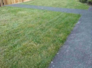 Scott W.'s Lawn Mowing service result