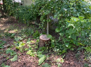 Bush Trimming by Paul Tollefson for Miriam M. in Tallahassee, FL