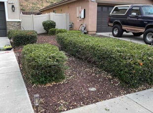 Bush Trimming by Nicholas Krahling for Jennifer C. in San Jacinto, CA