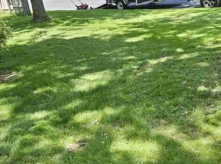 Leila C.'s Lawn Service service result