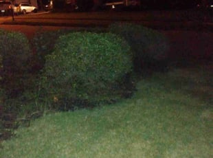 Bush Trimming by Phillip Cummings for Amanda S. in Dacula, GA