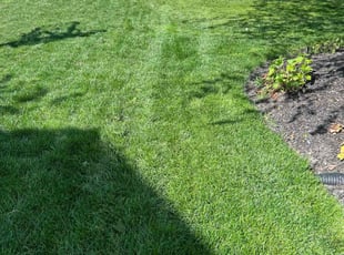 Dylan G.'s Grass Cutting service result