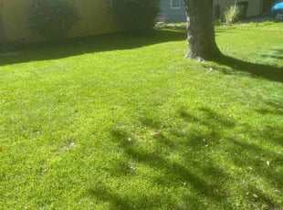 Anthony A.'s Lawn Mowing Service service result