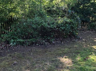 Bush Trimming by Jon Jarrell for Derek S. in Duluth, GA