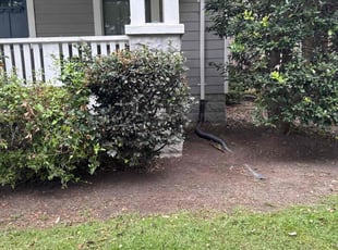 Weeding by Jonatan Santos for Miry R. in Alexandria, VA