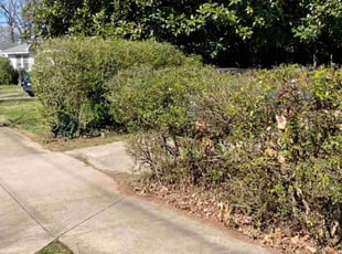 Bush Trimming by Antavious Douglas for Dede D. in Atlanta, GA