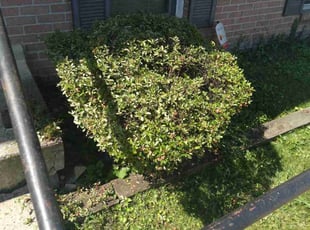 Bush Trimming by Tyrone Wilkins for Yvette R. in College Park, MD