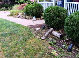 Bush Trimming by Christopher Hermes for Jordan M. in Venetia, PA
