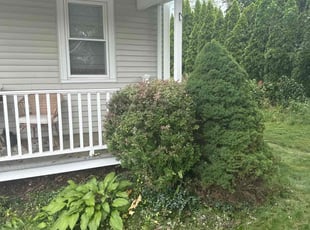 Bush Trimming by Rey Alvarez for Susan P. in Farmington, CT