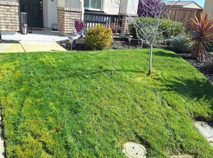 Robb H.'s Lawn Mowing service result