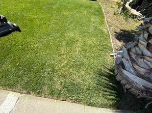 Nikki E.'s Yard Cutting service result