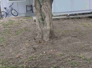 Leaf Removal by Willie Carmichael Jr for Tyler R. in Apopka, FL