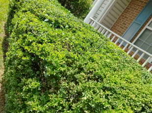 Bush Trimming by Luis Velasco for Arnold F. in Hyattsville, MD