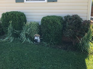 Bush Trimming by Jeffrey DeYoung for Jaime K. in Greer, SC
