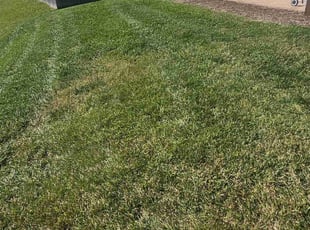 Doris M.'s Grass Cutting service result