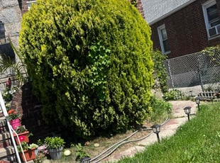 Bush Trimming by Jamal David for Mohammad A. in Queens, NY