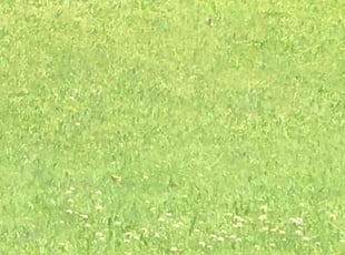 Jenny N.'s Grass Cutting service result