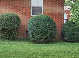 Bush Trimming by D'Eric Hinton for Lessie C. in Huntsville, AL