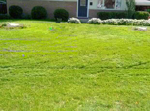 Fernando S.'s Lawn Care service result