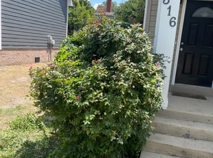 Bush Trimming by Brandon Steward for Christina H. in Hampton, VA