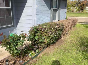 Bush Trimming by Victor Ramirez for Jordan Y. in Dallas, TX