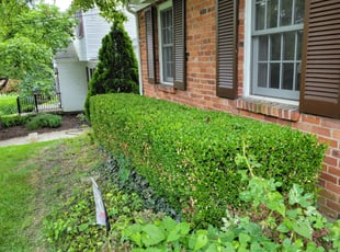 Bush Trimming by Eric Caver for Tanya F. in Cincinnati, OH