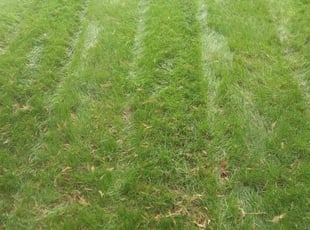 Jonathan S.'s Grass Cutting service result