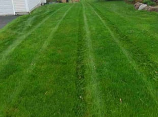Jerry F.'s Yard Cutting service result