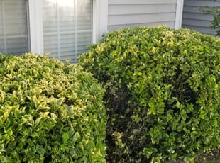 Bush Trimming by James Steele for Joel V. in Indian Trail, NC