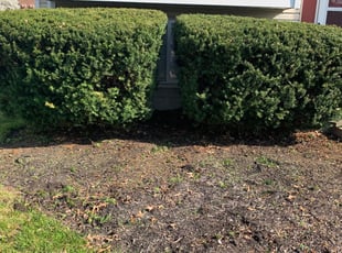 Bush Trimming by Jon Race for Jennifer H. in Cincinnati, OH