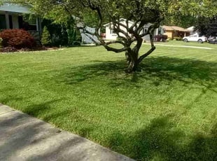 Elijah M.'s Lawn Mowing Service service result