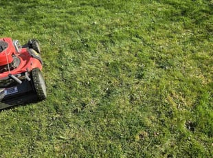 Nabila U.'s Lawn Maintenance service result