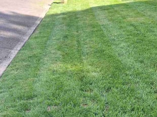 Rudolph V.'s Lawn Care service result