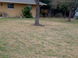 Leaf Removal by Jackson Ross for Pete M. in San Antonio, TX