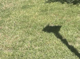 Robin P.'s Lawn Mowing service result