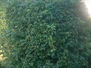 Bush Trimming by Lance Reynolds for Franklin C. in Kansas City, MO