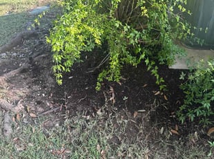 Bush Trimming by Darrel Bowser for Vijaya R. in San Antonio, TX