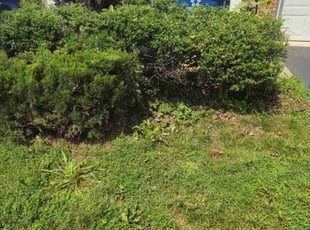 Bush Trimming by Brian Franz for Alexios F. in Chantilly, VA