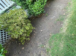 Weeding by Nelly Arredondo for Miry R. in Alexandria, VA