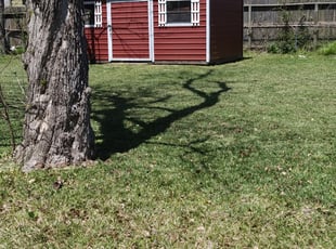 Leaf Removal by Kimberly Gonzales-Franco for Lance B. in Houston, TX