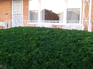 Bush Trimming by Tracey Martin for Ruana P. in Chicago, IL