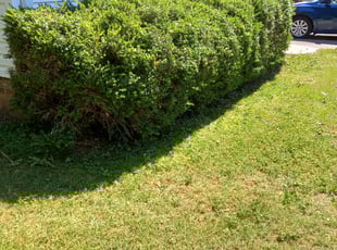 Bush Trimming by Hunter Foster for Jennifer P. in Williamston, SC