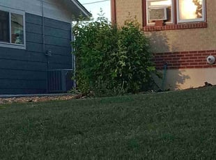 Weeding by Laray Silz for K A M. in Westminster, CO