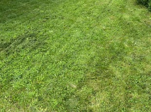 Mark D.'s Lawn Mowing Service service result