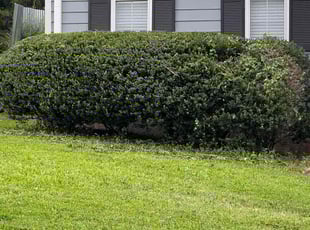 Bush Trimming by William Clark for Hali F. in Dallas, GA