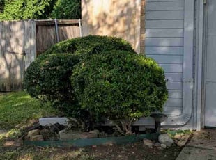 Bush Trimming by Elizabeth Cruz for Fred N. in Garland, TX