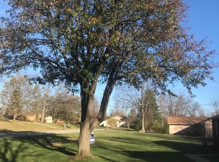 Leaf Removal by Robbie Laubenstein for Patricia R. in Cincinnati, OH