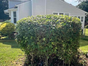 Bush Trimming by Marc Yero for Jessica b. in Mableton, GA